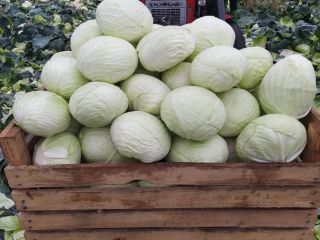 Agressor variety for sale. For more information, call