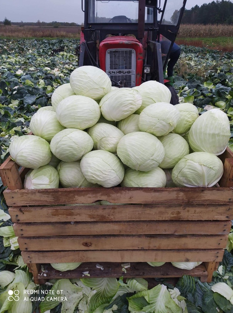 Agressor variety for sale