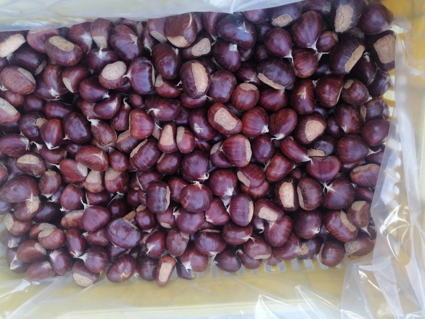 KASTANE ,GUTUI ,VARZA TOATE DE LA PRODUCATOR CAT 1 COMANDA SE FACE IN FUNCTIE DE CERINTELE DUMNEAVOASTRA ,AMBALAT ,SELECTAT IN FUNCTIE DE CALIBRU