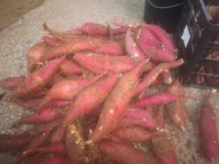 I am selling sweet potato (BATAT), variety KSC 1.