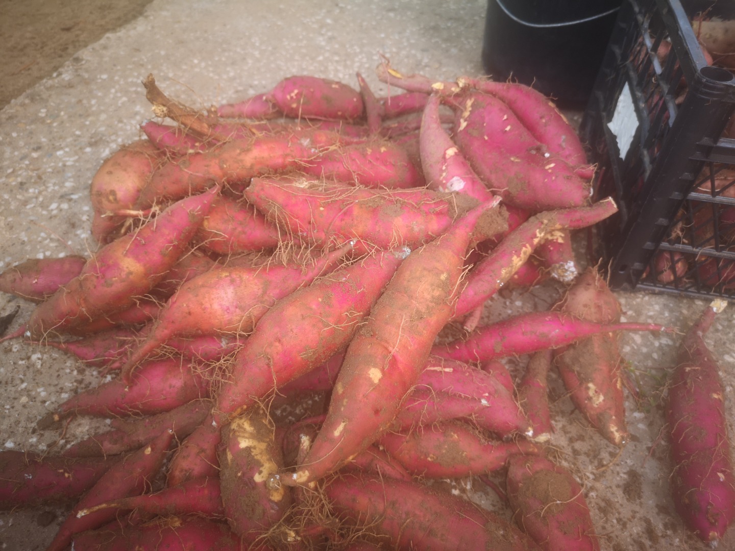 I am selling sweet potato (BATAT), variety KSC 1