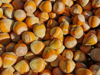 I will sell this year's Catalan hazelnuts from a