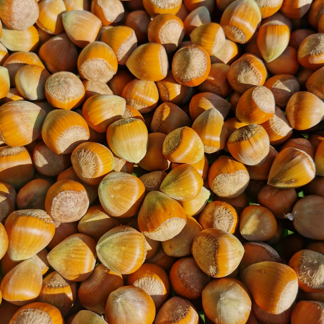 I will sell this year's Catalan hazelnuts from a family plantation