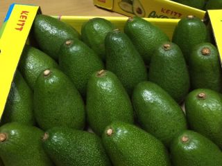 best price avocado contact for more details