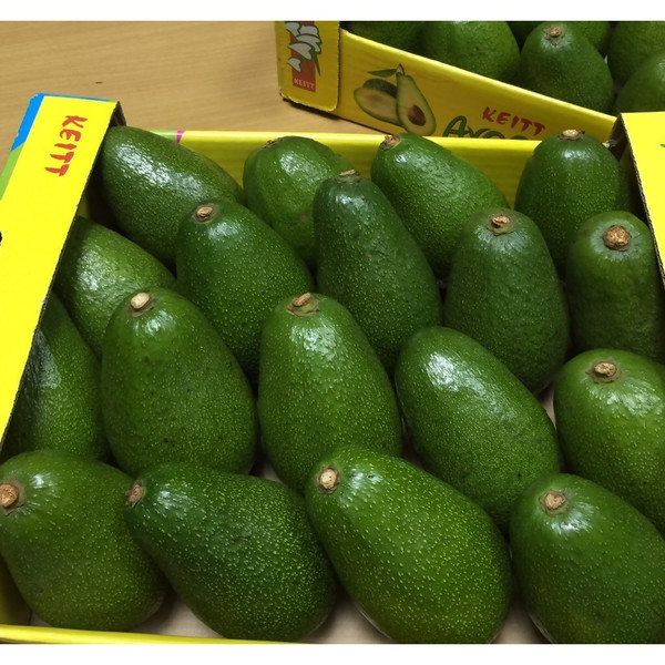 best price avocado contact for more details