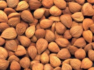 good price apricot nuts from supplier