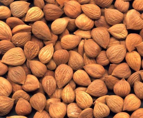 good price apricot nuts from supplier