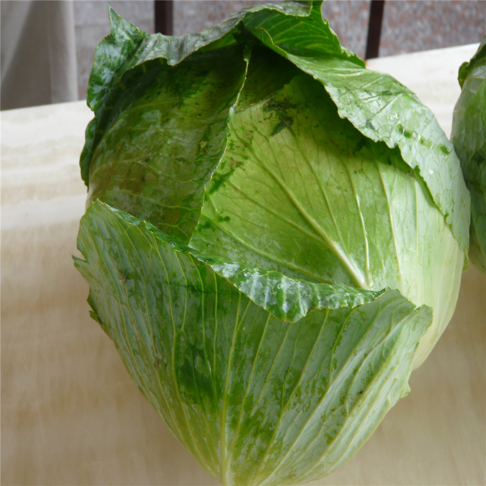 contact for fresh cabbage