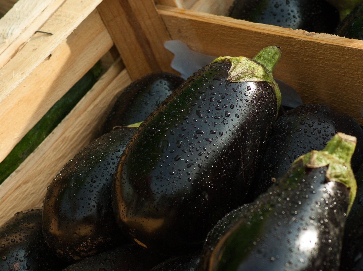 Round black eggplant