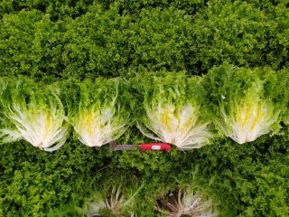 Sale of lettuces, endives and radicchio.