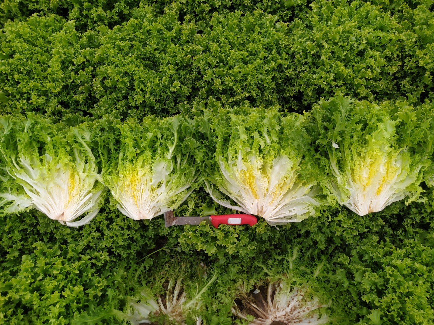 Sale of lettuces, endives and radicchio