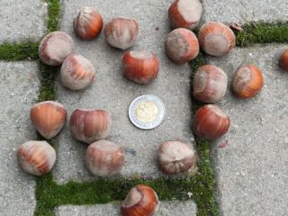 I will sell hazelnut in bulk. Catalan variety. Walnut