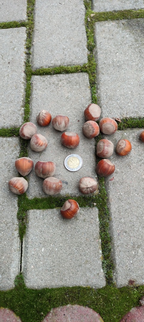 I will sell hazelnut in bulk