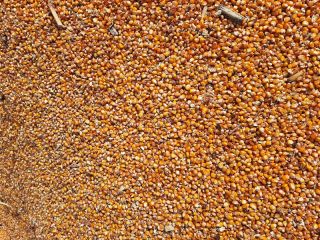 I am looking to buy a corn 480 PLN