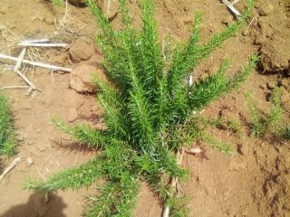 My rosemary are dark green $evergreen