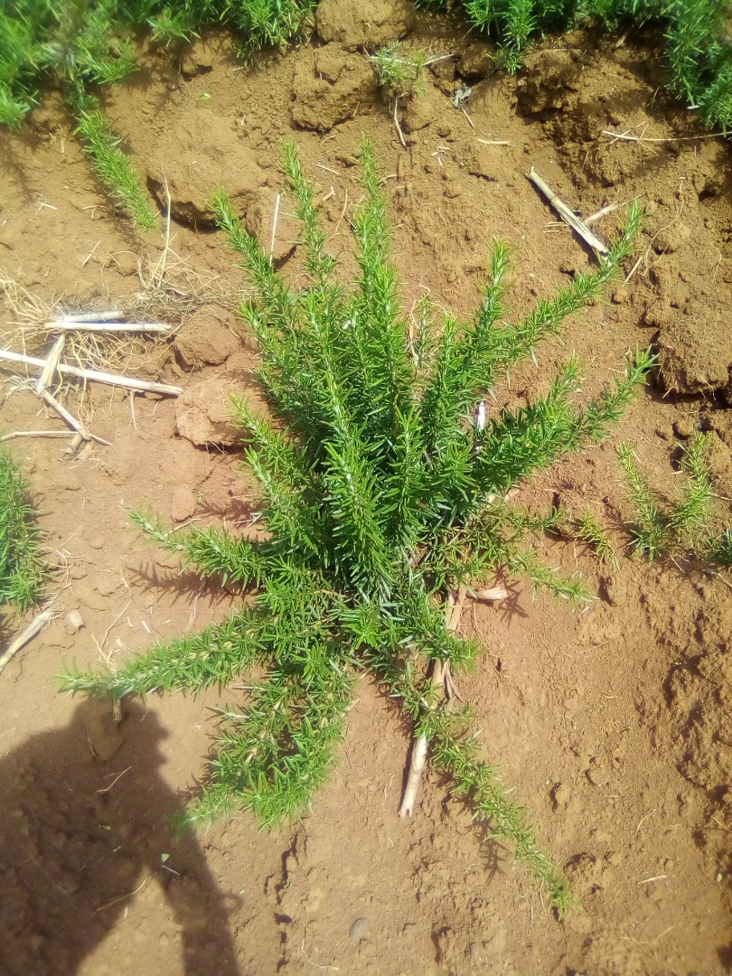 My rosemary are dark green $evergreen