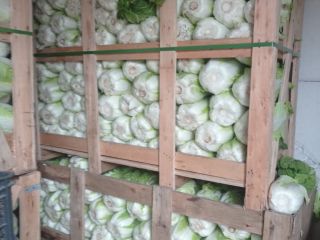 Hello, I am selling Chinese cabbage, Bilko variety, caliber