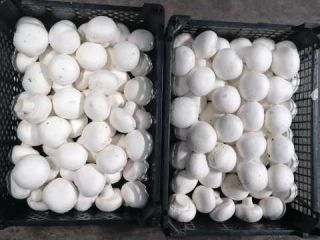 I will sell white mushrooms, negotiable prices
