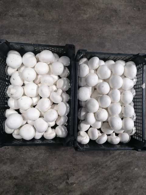 I will sell white mushrooms, negotiable prices