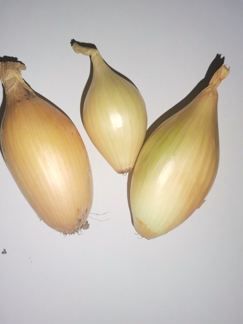 I will sell an onion packed in 15 kg