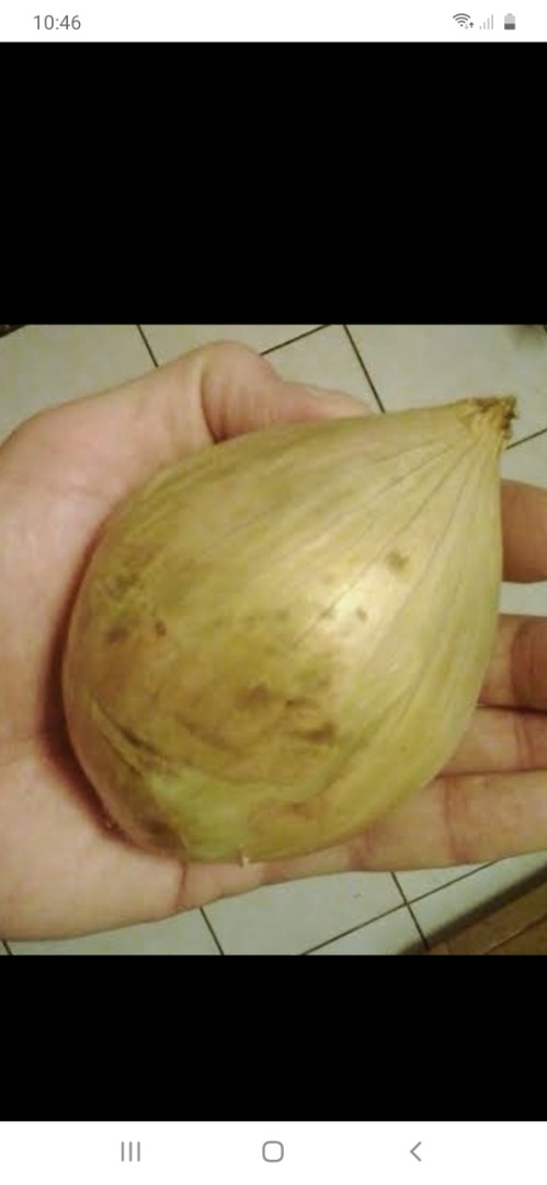 I will sell white onions, delicate taste, little spicy
