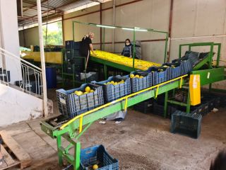 LEMON for sale, Kalibr 54 -72, origin Turkey, variety