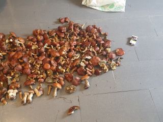 I will sell dried mushrooms, collected this season, without