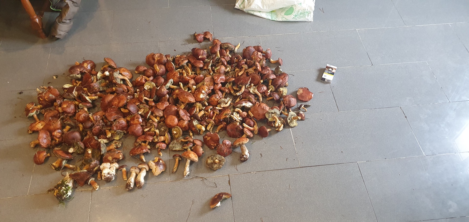 I will sell dried mushrooms, collected this season, without worms, I have over 10 kg and I will sell cheap so that 2 sides are satisfied