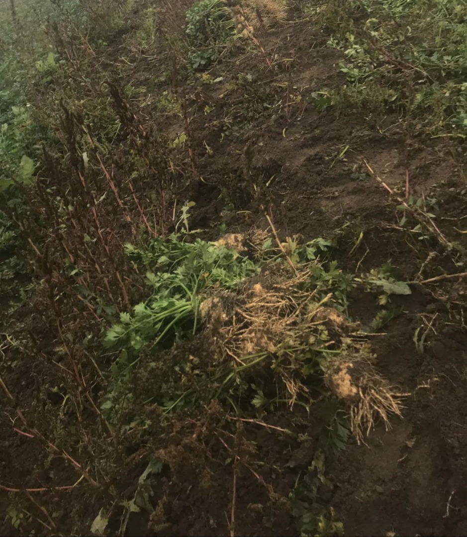 Sell carrots, celery in large quantities For more details, call