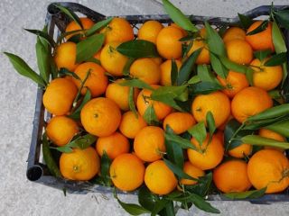 Straight from the farmer. No calibration.
