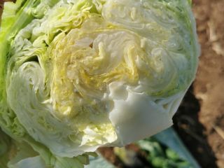Iceberg for cutting or for retail 12 kg boxes