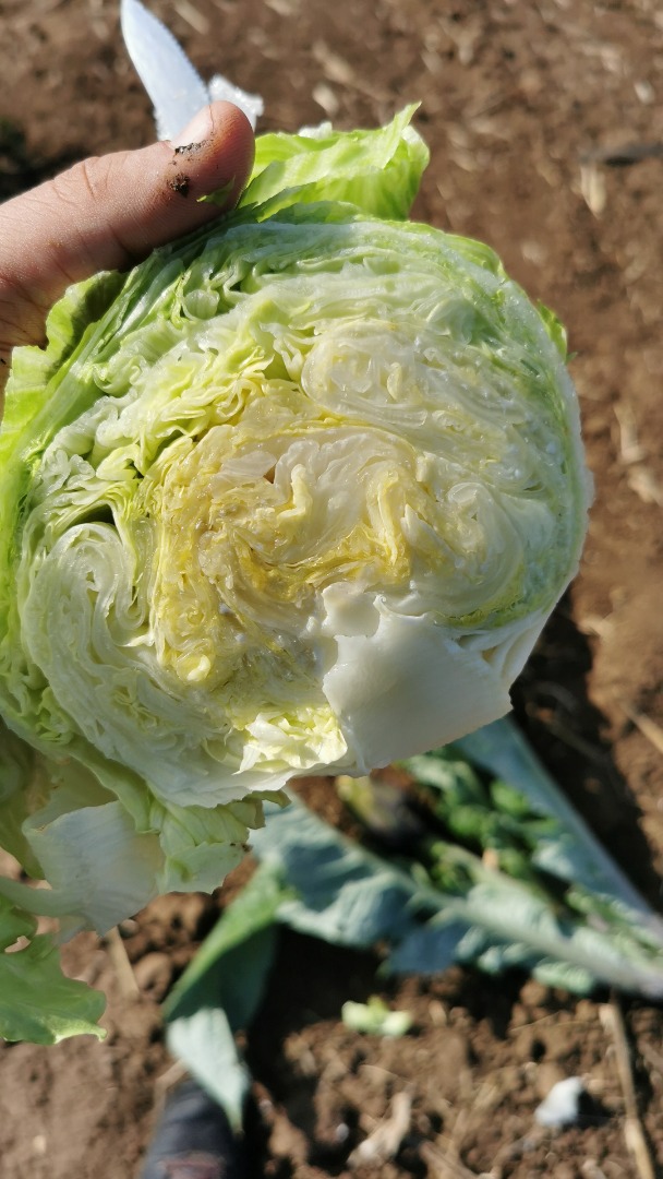 Iceberg for cutting or for retail 12 kg boxes or 11 pcs cartons