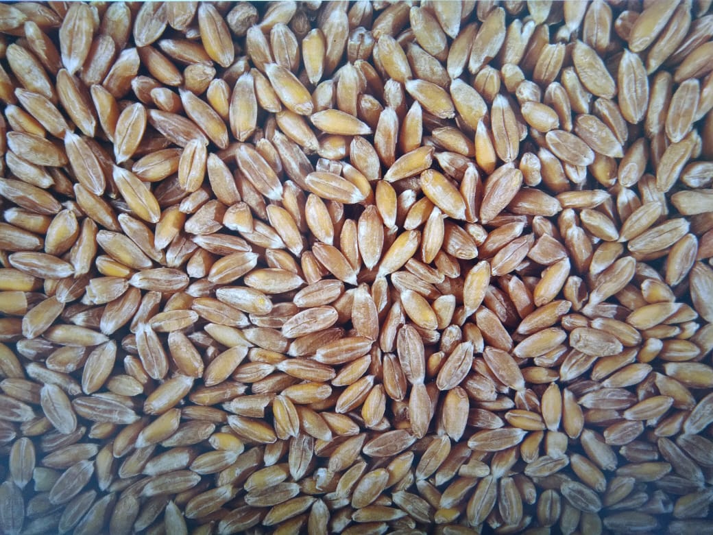 We sell spelled quantity-100t purity -99, 8% moisture- 14% delivery from November 20 Price-970 Euro DAP Hamburg specification is available