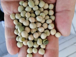 The company NODIA Sp. z o. o. sells green