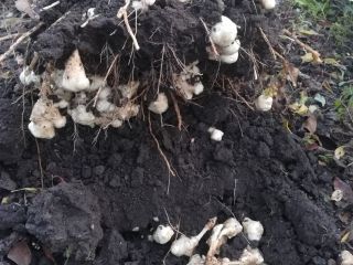 Ground apple. Nothing but water was used to grow