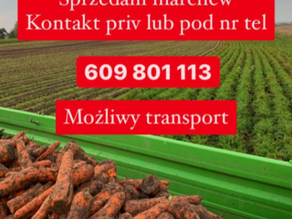 Hello. I am selling large quantities of carotane carrots.
