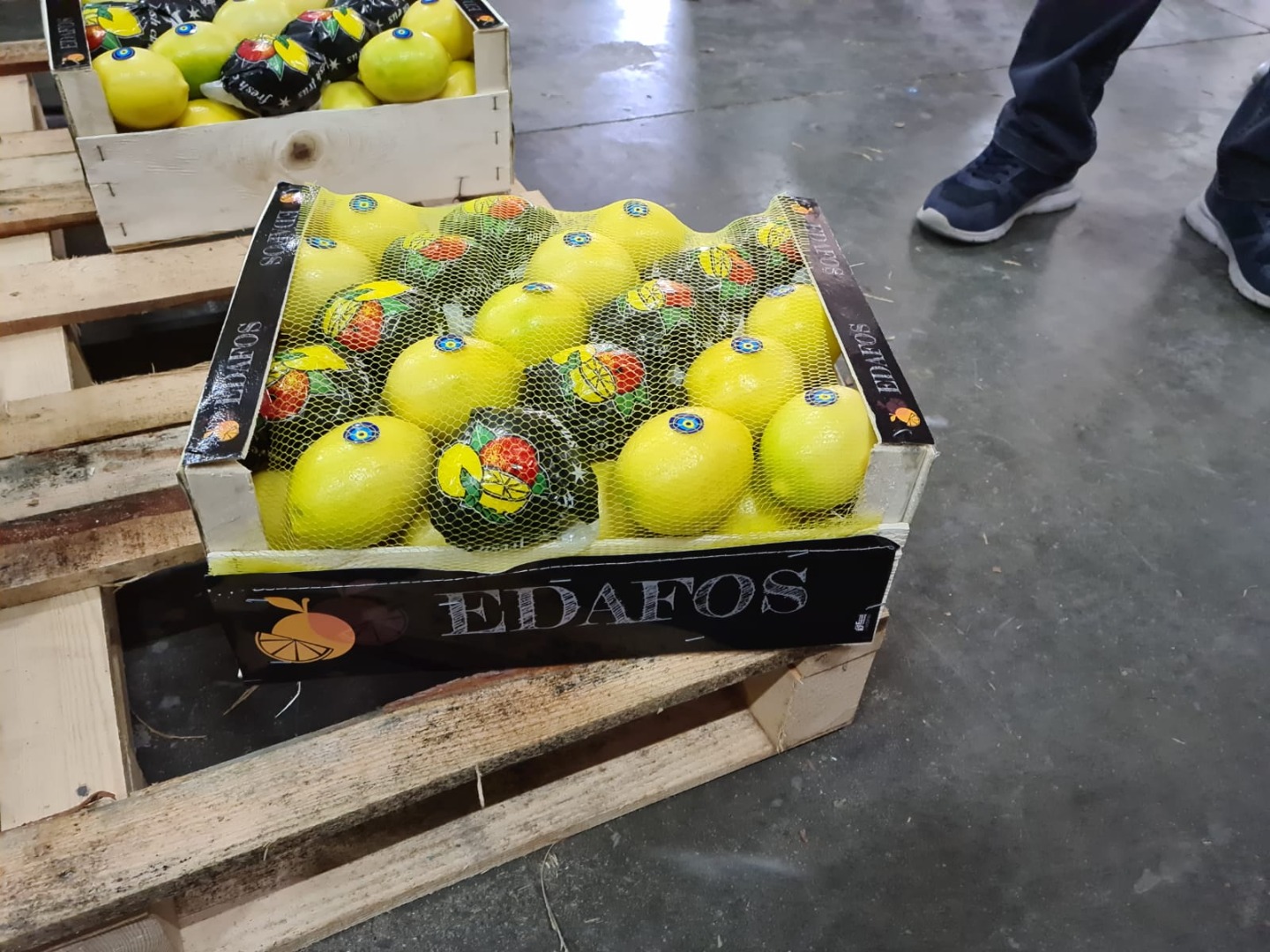 Hello, Lemon Majer 66 caliber and above, I have a wooden container of 10 kg, I only interact with people who wholesale a minimum order of 1 pallet with a large