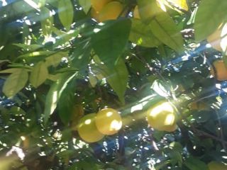 Orange grade Washington, premium, delivery directly from the warehouse.