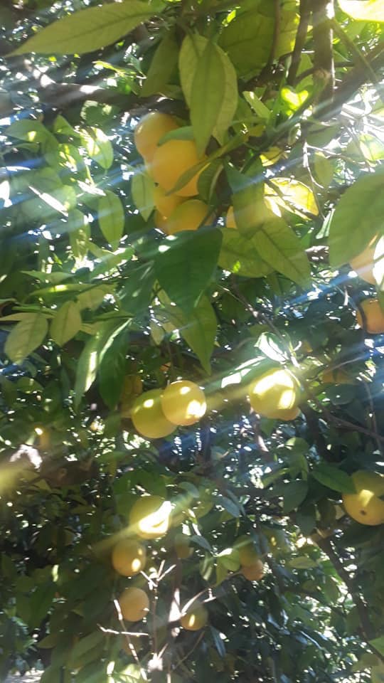 Orange grade Washington, premium, delivery directly from the warehouse