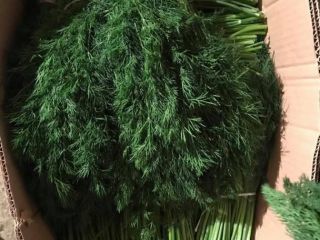 OUR COMPANY ARE WORKING ON EXPORT FROM GEORGIA FRESH