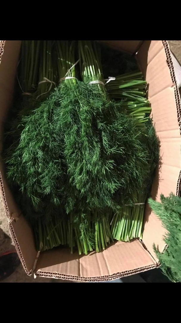 OUR COMPANY ARE WORKING ON EXPORT FROM GEORGIA FRESH HERBS! FRESH DILL, PARSLEY, CORIANDER