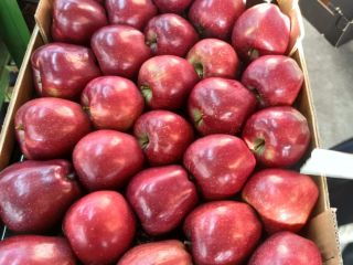 Sales of different varieties of apples from Turkey began,