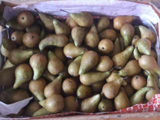 We sell pears from the producer. Quantity 1 t.