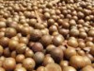 Macadamia Nuts Price: $4000 Per MT Foreign matter 0.5%