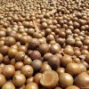 Macadamia Nuts Price: $4000 Per MT Foreign matter 0.5% (max) Black and Broken 5% (max) On sieve screen 12% (max) – Moisture: 10% can be stored for 3 months