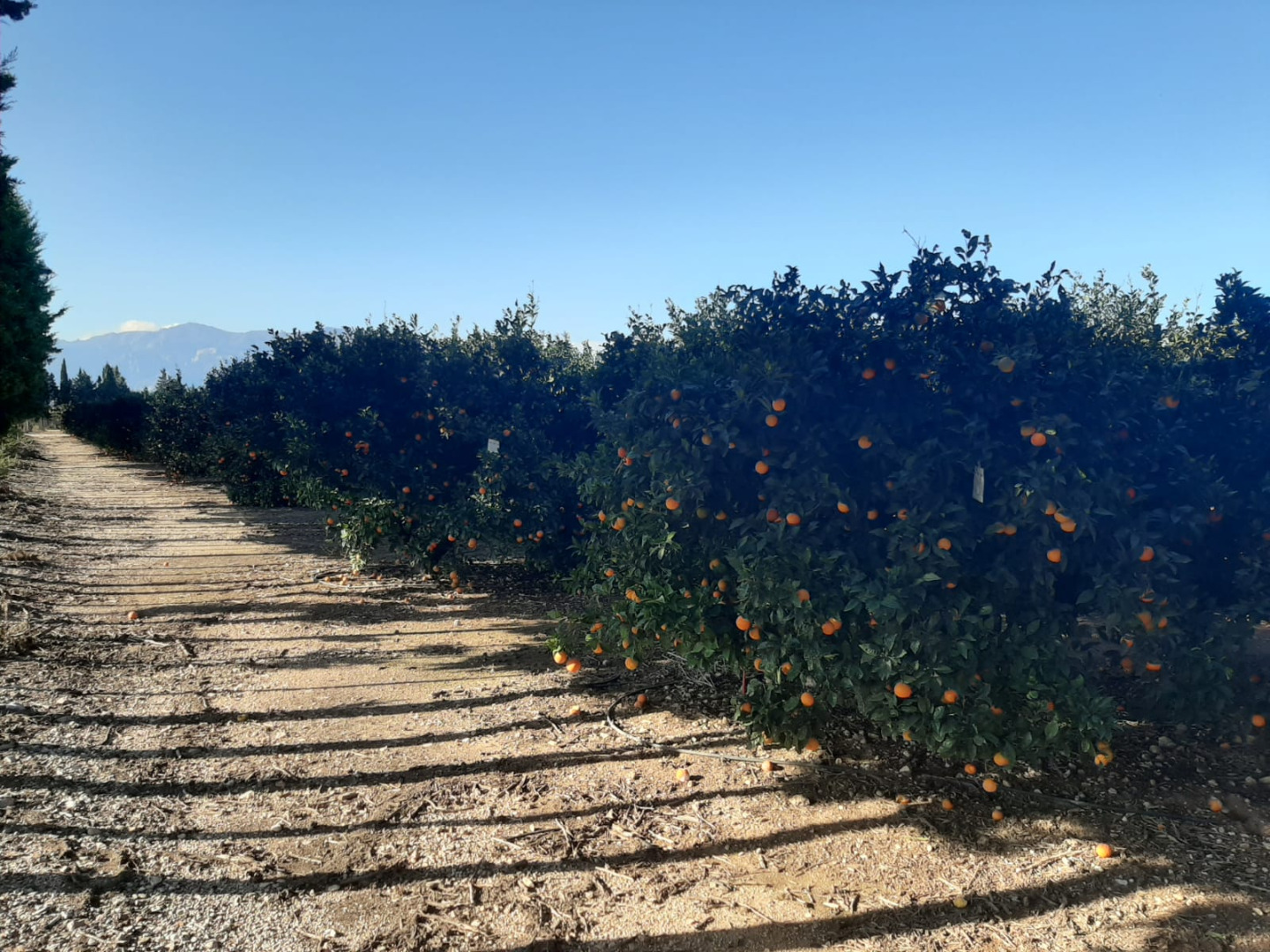 I will sell oranges for juices from Spain