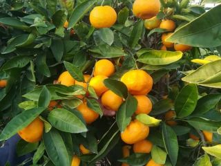 Satsuma tangerine. Premium. Delivery directly from the warehouse. for