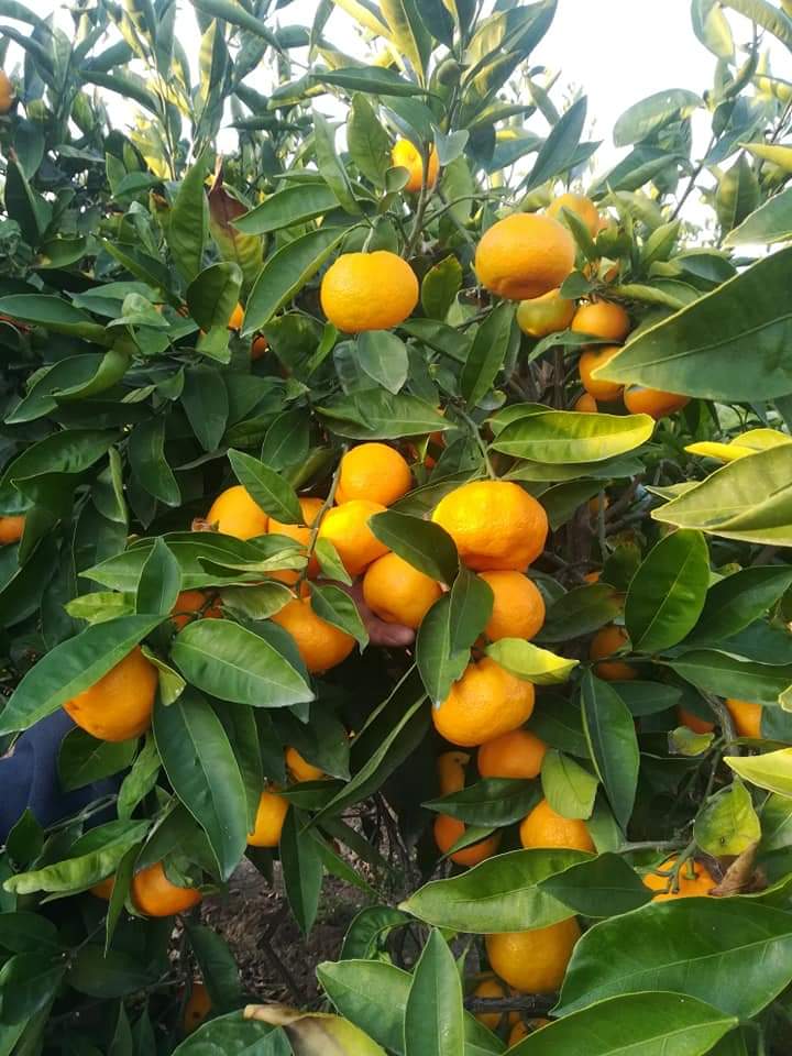Satsuma tangerine