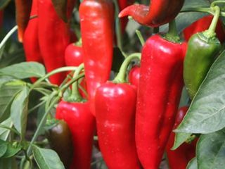 Sale of high quality kapya pepper, Sale of high