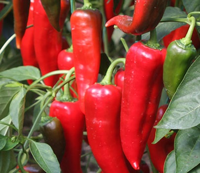 Sale of high quality kapya pepper, Sale of high quality kapya pepper in tons from Turkey We sell our products in accordance with all quality standards and the